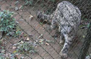 Darjeeling Zoo