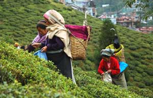 Tukvar Tea Estate