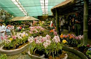 Flower Show